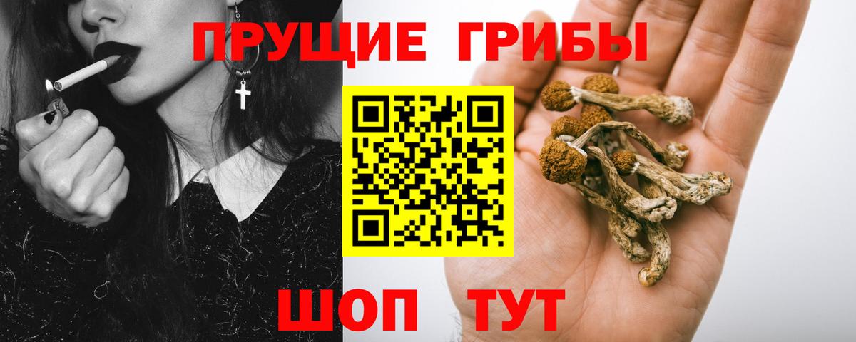 Кореновск  Галлюциногенные грибы Psilocybine cubensis  Вход с VPN 